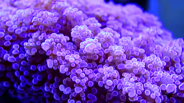 Filmik Fioletowym Koralowcem Oktospionowym Euphyllia Divisa — Wideo stockowe