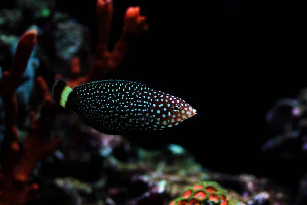 白斑塩水ラス魚 Melanurus Anamps — ストック写真