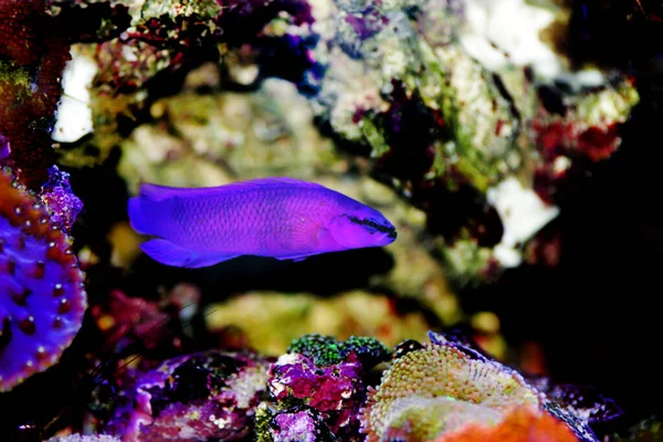 オーキッドドットバック塩水魚 Pseudochromis Fridmani — ストック写真