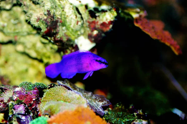 Orchid Dottyback Saltwater Fish Pseudochromis Fridmani — Stock Photo, Image