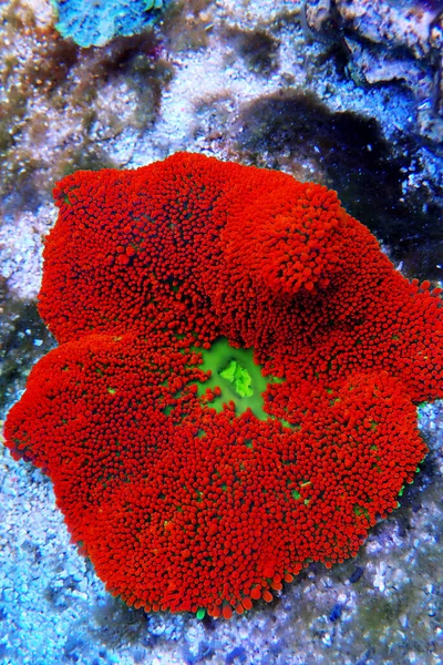 Red Colorful Carpet Sea Anemone Stichodactyla Haddoni — Stock Photo, Image