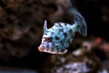Aiptasia Balık Yeme - (Acreichthys tomentosus ) 