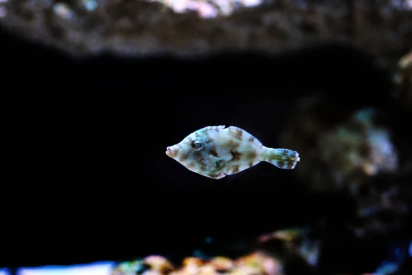 Aiptasie Mangeant Des Filefish Acreichthys Tomentosus — Photo