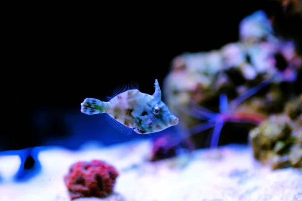Aiptasia Memakan Filefish Acreichthys Tomentosus — Stok Foto