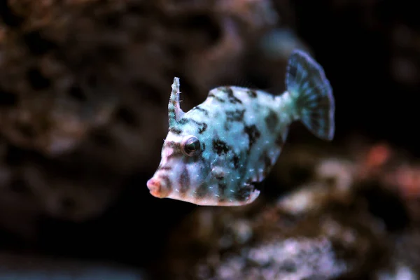 Aiptasia Eating Filefish Acthys Tomentosus — стоковое фото