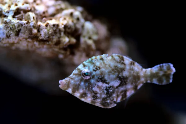 Aiptasia Τρώγοντας Filefish Acreichthys Tomentosus — Φωτογραφία Αρχείου