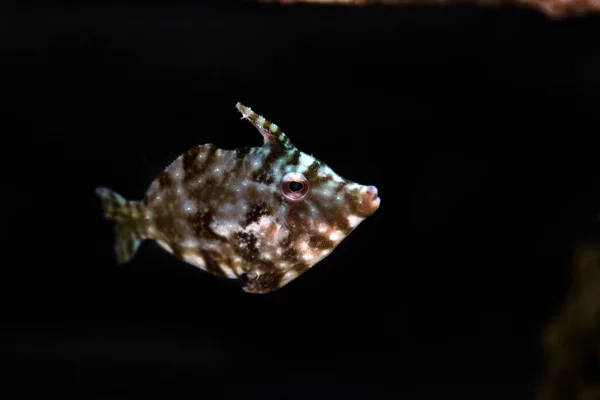 Aiptasia Τρώγοντας Filefish Acreichthys Tomentosus — Φωτογραφία Αρχείου