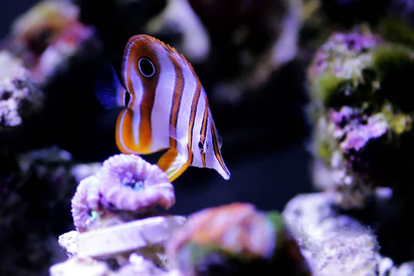 Copperband Butterflyfish Chelmon Rostratus — Stock Photo, Image