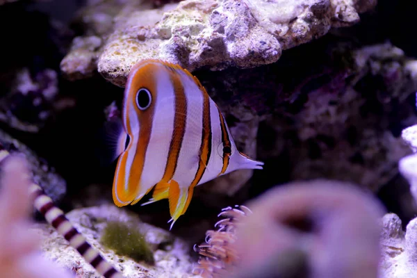 Copperband Butterflyfish Chelmon Rostratus — Stock Photo, Image