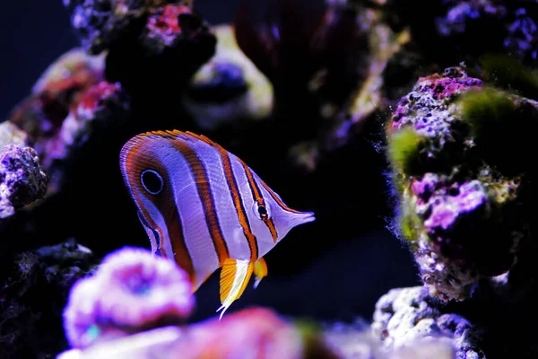 Butterflyfish Cobre Chelmon Rostratus — Fotografia de Stock