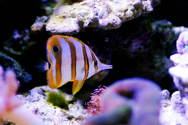Copperband Butterflyfish Chelmon Rostratus — Stock Photo, Image
