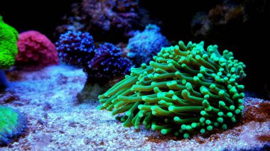 Yeşil Euphyllia Meşale LPS Mercan Euphylliidae Glabrenscens