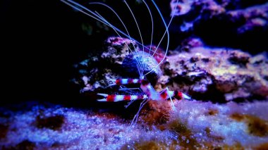Boksör kuşaklı mercan karidesi - Stenopus hispidus