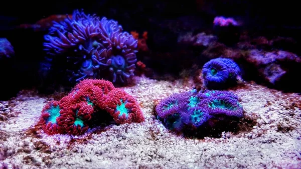 Blastomussa Welsii Lps Coral Colorido Para Tanque Acuario Arrecife — Foto de Stock