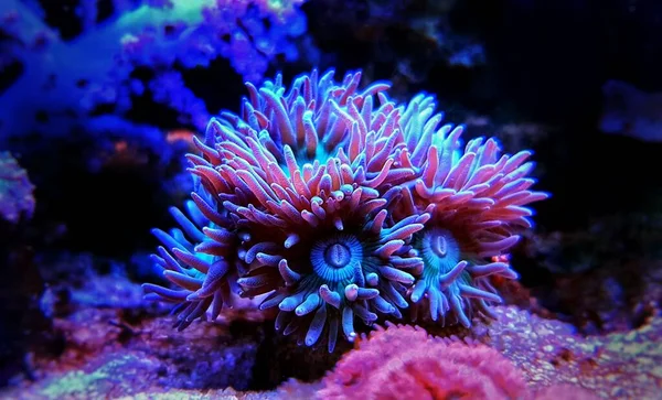 Duncanopsammia Egy Nagy Polip Köves Korall Duncanopsammia Axifuga — Stock Fotó