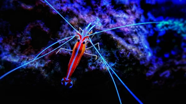 Limpiador Mofetas Del Pacífico Camarones Arrecife Agua Salada Lysmata Amboinensis —  Fotos de Stock