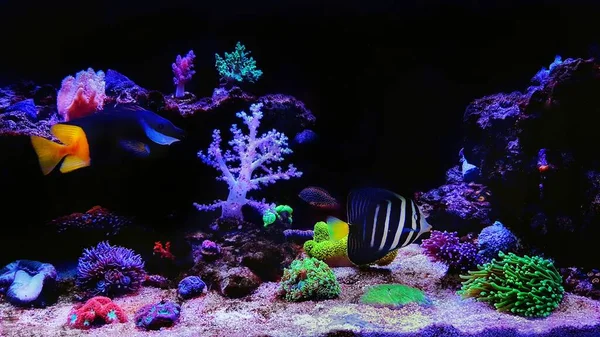 Geweldige Droom Kleurrijke Koraalrif Rif Aquarium Tank — Stockfoto