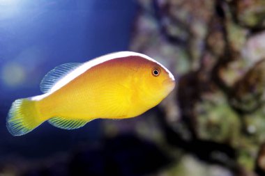 Turuncu Kokarca Palyaço Balığı - (Amphiprion Sandaracinos)