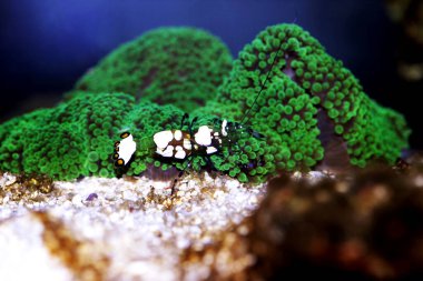 Beyaz Leke Anemone Karidesi - (Periklimenes brevicarpalis) 