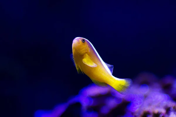 Orange Skunk Clownfish Amphiprion Sandaracinos — стокове фото