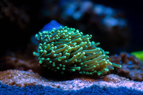 Zöld Euphyllia Fáklya Lps Korall Euphylliidae Glabrenscens — Stock Fotó