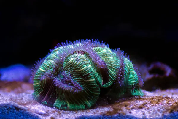 Wellsophyllia Złożone Otwarty Mózg Kolorowy Koralowiec Lps — Zdjęcie stockowe
