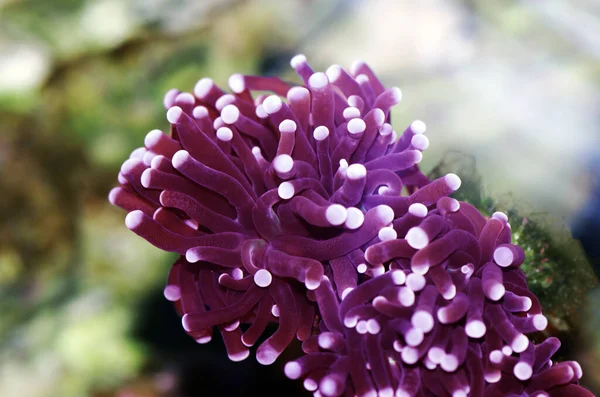 Coral Preto Euphyllia Torch Lps Euphylliidae Glabrenscens — Fotografia de Stock