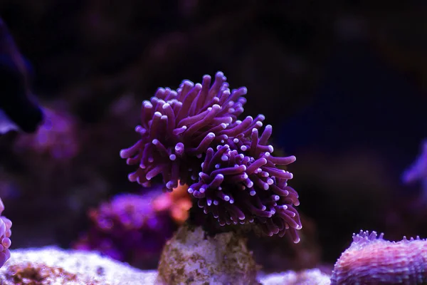 Coral Preto Euphyllia Torch Lps Euphylliidae Glabrenscens — Fotografia de Stock