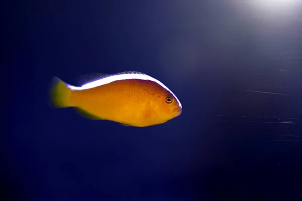 Рыба Апельсиновая Hyprion Sandaracinos — стоковое фото