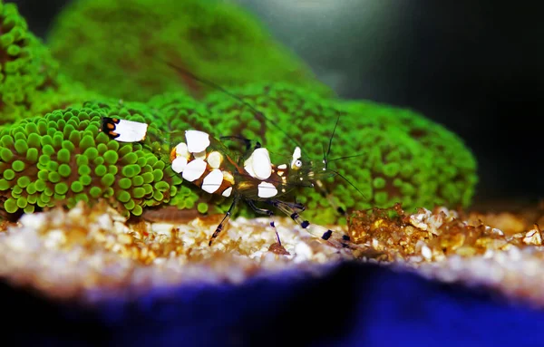 Beyaz Leke Anemone Karidesi Periklimenes Brevicarpalis — Stok fotoğraf