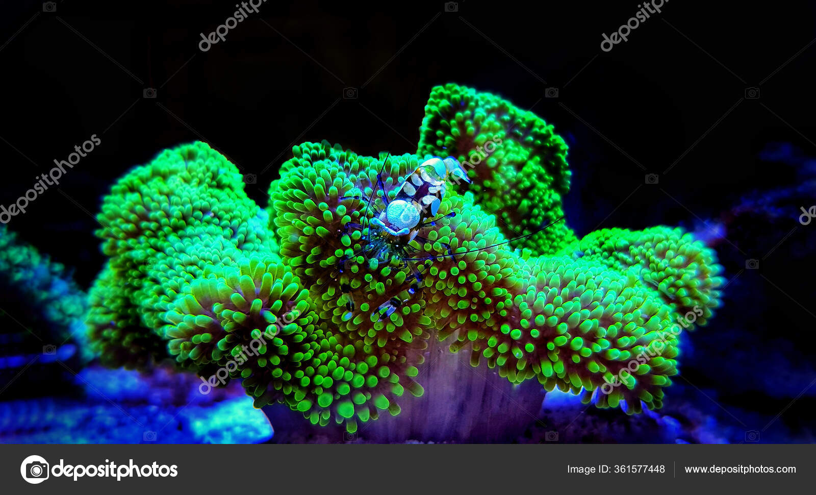 anemone blanca anemone blanca