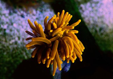Altın Euphyllia Meşalesi LPS Mercan Euphylliidae Glabrenscens