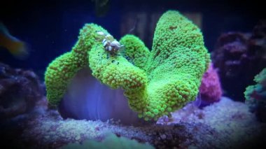 Yeşil halı şakayığında cam anemon yengecinin 4k videosu