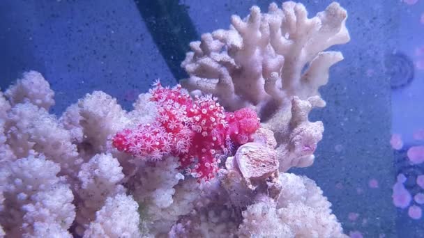 Red Chili Coral Alcyonium Palmatus — Stock video