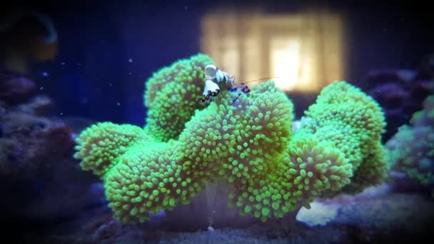 Video Granchio Gamberetti Anemone Vetro Anemone Tappeto Verde — Video Stock