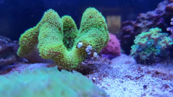 绿色地毯海葵中的玻璃海葵虾蟹4K视频 — 图库视频影像