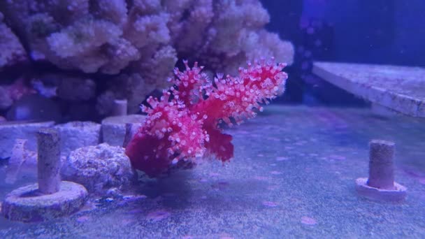 Red Chili Coral Alcyonium Palmatus — стокове відео