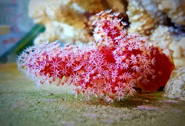 Красный Чили Коралл Alcyonium Palmatus — стоковое фото