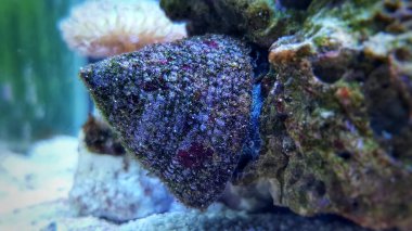 Tuzlu su salyangozunun omurgasız deniz yaratığının görüntüsünü kapat