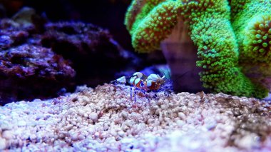 Glass Anemone Karidesi - (Periclimenes brevicarpalis) 