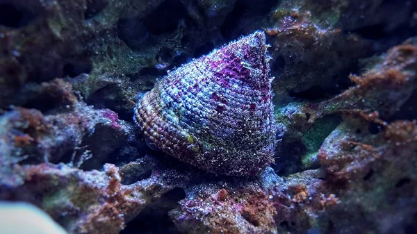 Imagem Perto Criatura Marinha Invertebrada Caracol Água Salgada — Fotografia de Stock