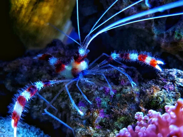 Boxer Banded Coral Shrimp Stenopus Hispidus — Stock Photo, Image
