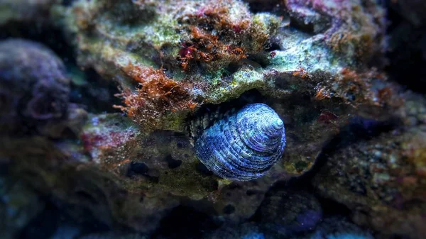 Nahaufnahme Von Salzwasserschnecke Wirbellose Meeresbewohner — Stockfoto