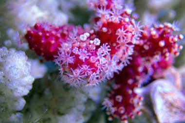 Kırmızı biberli mercanın Macro polipleri - Alcyonium palmatus
