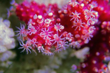 Kırmızı biberli mercanın Macro polipleri - Alcyonium palmatus