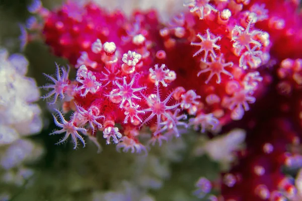 红辣椒珊瑚 棕榈藻的宏观息肉 — 图库照片