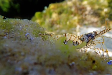 Avrupa kaya havuzu karidesi - Palaemon elegans