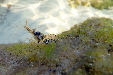 Avrupa kaya havuzu karidesi - Palaemon elegans