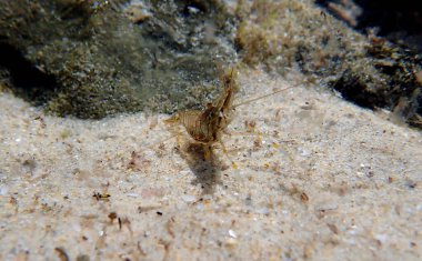 Avrupa kaya havuzu karidesi - Palaemon elegans