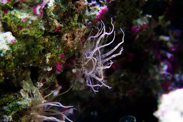 Small Glass Anemone Pest Exaiptasia Aiptasia Pallida — Stock Photo, Image